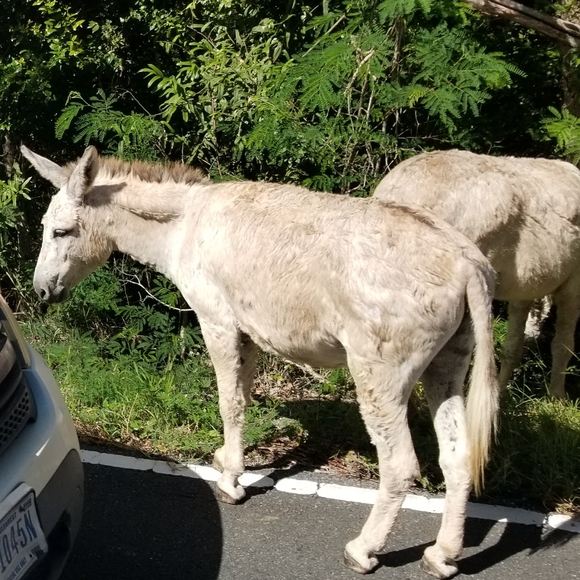 Meet your Posher - Picture 1 of 1